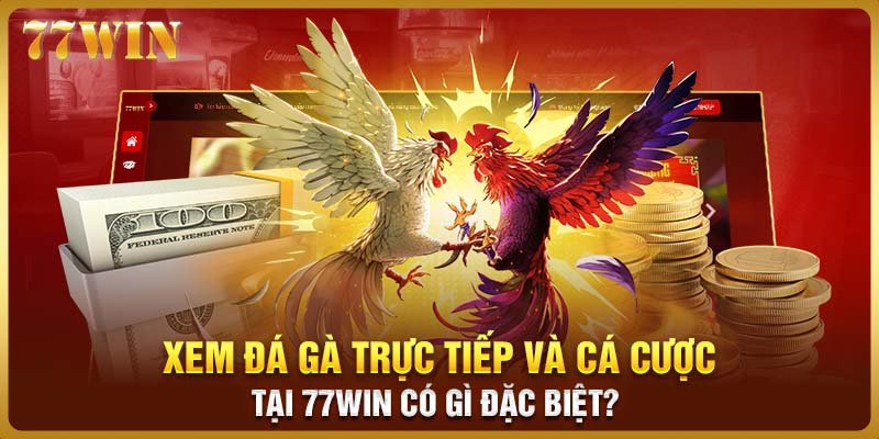 Xem đá gà trực tiếp và các cược tại 77WIN có gì đặc biệt?