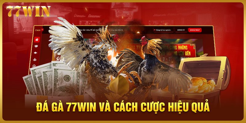 Đá gà 77WIN và cách cược hiệu quả